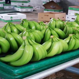 Revendeur/commessionaire fruits en gros - fruits et légumes nous sommes une entreprise vente achat fruits en gros--situé a rabat(maroc)--si vous etes producteur, coopératives, station de conditionnement et vous voulez commercialiser vos marchandises en gros a rabat et région--vous pouvez me contacter