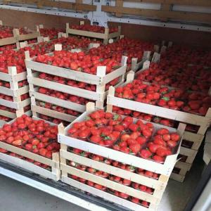 Fraise bio du Burkina faso  - fruits et légumes nous produisons des fraises bio de très bonne qualité.--nous cherchons des acheteurs sérieux  .--la fraise du burkina est produite entre février et avril de chaque année. --elle est bio et de très bonne qualité.