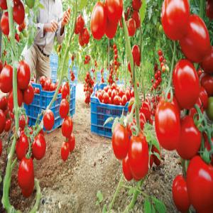  les tomates, pommes de terre et oignons marocain - fruits et légumes bonjour, --une entreprise agricole marocaine recherche de nouveaux clients pour les tomates,  pommes de terre et oignons au congo brazzaville. légumes à un prix abordable et de haute qualité.--veuillez nous contacter à qui cela peut concerner.--cordialement,  