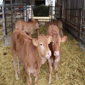 On a des bovins a vendre Limousins et charolais. - animaux vivants on exporte des bovins de 300-350 kg pour le maroc.   race charolais et limousins.--si vou etes interese , contactez nous.