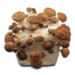 RECHERCHE FOURNISSEUR PAINS PLEUROTES SHITAKE BIO - champignon levure futur maraicher avec activité e production de champignons (shitaké,  pleurotes) recherche fournisseur de bloc de mycélium (bio si possible) en france. département tarn ou alentours