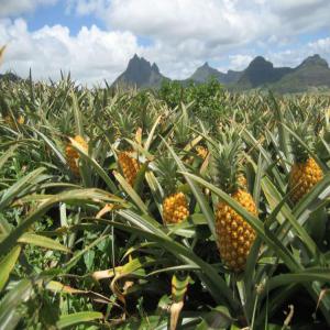 Selling pineapples in wholesale import export - fruits and vegetables hello--how are you . we are an organization which exports many products in the world,  currently we have a large quantity of pineapple and cashew at our disposal. we ask all people needing these products to please contact us. (...) ...--- restriction- everywhere--- conditioning- of your choice--- qua