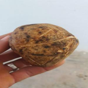 la truffe de desert disponible a la Tunisie  - fruits et légumes je vens de truffe en tunisie.--je vous assure de truffe fraiche,  bonne qualite et avec bon prix .--si vous etes intersse,  vous pouvez me contacter par email ou par tel.--merci pour votre attention.