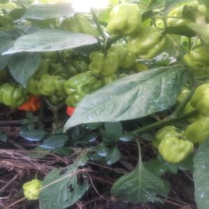 Fournisseur Piment habanero et piment oiseau  - fruits et légumes bonjour--nous cherchons des clients ou des partenariats pour vendre le piment habanero et piment oiseau frais d'origine rwanda . nous avons la capacite de fournir entre 2 et 5 tonnes par semaine.