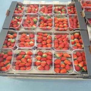 Strawberry  - fruits and vegetables i'm productor and exporter of strawberries ,  i look for customers in middle east and europe ,  please contact me for more informations --- marque- i have all the varieties--