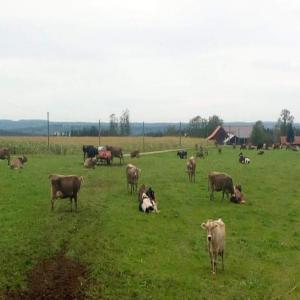 Génisses pleines - animaux vivants je cherche des génisses pleines de races brown swiss gestantes entre 4 et 6 mois pour la tunisie ,  veillez me répondre par mail en m'envoyant des offres.--nb - j'ai pas d'unités pour voir vos adresses--cordialement