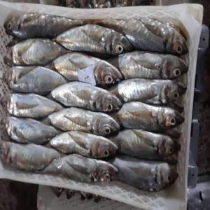  poissons pélagiques du Sénégal