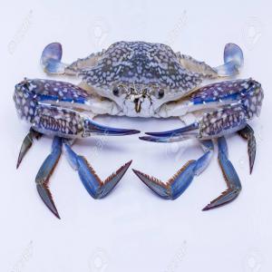 Swimming blue crabe - crustacean shell we are supplying a swimming blue crabe of mediterranean sea in different forms. high quality and good price.--if you are interested please contact us--