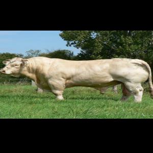 Rech broutards pour export  - animaux vivants bonjour société sérieuse recherche fournisseur à l’année de broutards blonde d’aquitaine, limousine,  aubrac ,  pour export. merci de prendre contact.