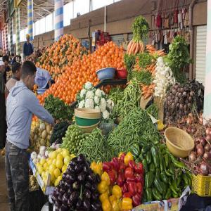 propose des fruits et legumes - fruits et légumes nous sommes une entreprise évoluant dans le secteur de l'import export; nous travaillons avec des agriculteurs et nous importons les légumes et fruits vers l europe,  nous traitons les commandes de façon professionnelle et fiable avec toute l'assurance que nous vous proposons; no