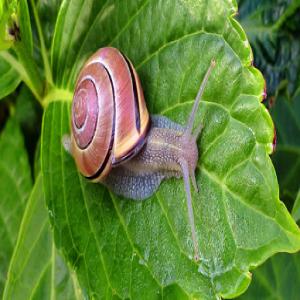 Escargot - animaux vivants je veux des informations sur l'élevage d'escargot,  en ce qui concerne le budget nécessaire pour un ha ,  et les méthodes de la commercialisation