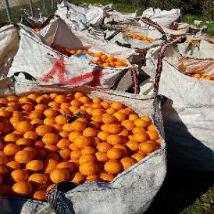 Recherche grossiste partenaire  - fruits et légumes bonjour--disponible75.000kg d'oranges a jus bio navel-nate très belle qualité de la région de valencia. --minimum 25.000kg--0.36euro/kg livré en france. --1er contact via la plate-forme espace agro. --prenons contact. 