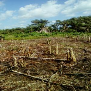 Forêt Agricole - Investissement capitaux vend terrain agricole de 80 hectares a 100 km d abidjan (côte d 'ivoire). document certificat foncier.--prix- 1600 eur/ hectare.