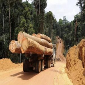  l'exploitation d'essences de bois au congo - bois charbon fibre bonjours cher réseaux, --je suis actuellement à la recherche de partenaire pour l'exploitaton commercial  d'essences de bois en rdc telles que --(iroko, doussie, dabema, sipo, mukungulu, tiama, mepepe) et bien d'autres.-- je reste à votre disposition si besoin.---- --hesitez pas &agrav