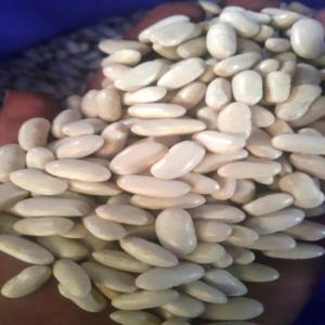 egyptian white kindlly beans  - starchy quick details--product type- kidney beans--type- white beans--style- dried--drying process- ad--packaging- pp bags--cultivation type- common--shelf life- 24 months--weight (kg)- 25--place of origin- al bhira,  egypt--supply ability- 1500 metric ton/metric tons per month--packaging & delivery--packagi