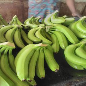 Fournisseur - fruits et légumes entreprise spécialisé dans dans l'agro-alimentaire met à votre disposition ----miel---banane plantain---banane douce---beurre de karité--etc...