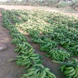 Producteur bananes cote d ivoire - fruits et légumes société spécialisé dans l'agro-alimentaire met à votre disposition--banane plantain 175f/kg, banane douce 282f/kg beurre de karité 1500f/kg,  miel 2800f/l--nb- les bananes sont traité et mise en carton afin que votre banane arrive chez vous bien verte