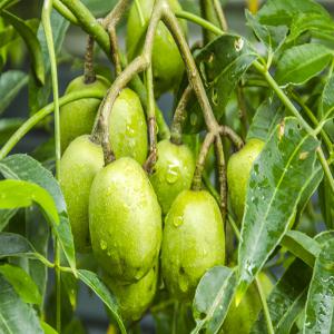 JUS DE PRUNE DE CYTHERE - fruits et légumes une société à madagascar vend du jus de prûne de cythère congélée nouvellement produits.--prix fob toamasina--