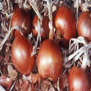 L'oignion de l'ile de Madagascar en vente - fruits et légumes la commune rurale d'antanimieva dans le district de morombe,  province de tulear cultive des oignons. presque les villageois de cette commune y cultivent. l'oignon d'antanimieva est l'un des premiers qualités à madagascar. par an cette commune récolte huit cent (800) tonnes d’oig