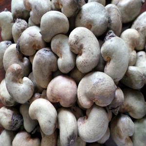 NOIX DE CAJOU (0,8€EXW) / RAW CASHEW NUTS  - fruits secs et graines grillées notre société dispose d'un stock de tonnes de noix de cajou brute destiné à l'export ou à la transformation. nous vendons à un prix défiant toutes concurrences - à partir de 800€* la tonne hors magasin (0, 8€par kilogramme).--pour plus de d&eacu