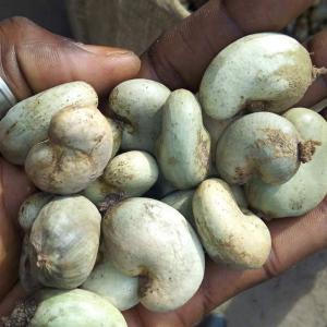 Search partner or investor - capital investment hi,  we are an export company located in benin. we are currently looking for partners or investors in order to honor this big crush cashew purchase contract. if you are interested please contact us for more discussions. thank you