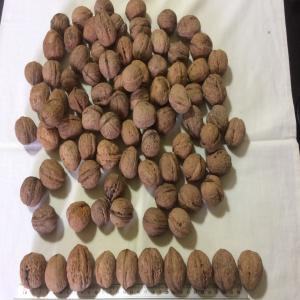 Walnut in shell CROP 2020 ORIGINE UKRAINE - roasted seeds and nuts only serious buyers--origine- ukraine--variety- juglans regia (common walnut)--size- mm. 26+ / 28+ / 30+ /32+ washed or not--walnut with size less- 10 % max. (by count)--other varieties- 1% max. (by count)--total shell defects- 10% max. (by count)--organoleptical characteristics--smell- typical,  fre