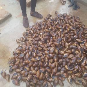 SNAIL MEAT ESCARGOT, live snails, for export. - meat and eggs we are commercial farmers of african giant snail,  we deal with achatina achatina and achatina marginata...we sell in live and processed form [smoked/overdried] we also sell dried catfish, palm oil, cashew nuts and all types of farm produces...