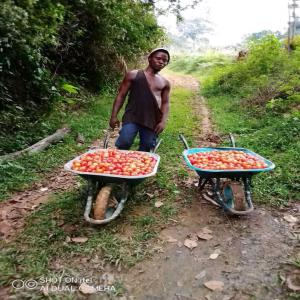 Besion d'un investisseur dans l'avicole et porcin - animaux vivants bonjour ou bonsoir je suis un jeune exploitant agricole,  je suis à la recherche d'un investisseur dans le domaine avicole ( poulet de chair, porcs,  pondeuses) et dans l'agriculture ( tomate, pastèques,  poivron,  piment,  cacao,  bananiers plantain,  maïs,  soja etc..) je possède plus d