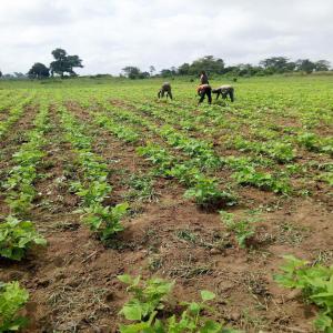 Projet de plantation d'agrumes en Côte D'Ivoire