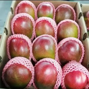 Fruits exotiques  - fruits et légumes nous pouvons fournir des mangues par avion (300 tonnes) et par bateau 40 tc.les variétés disponibles  sont l'amelie (mi mars-mi avril),  la kent ( mi avril-fin mai) et la keith (mi mai-fin mai). comme certificat,  nous pouvons livrer en conventionnel comme en bio.--