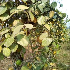 Poivre Blanc de Penja - épices aromates basées au cameroun sommes spécialisées dans la distribution d' épices d' afrique et notamment du poivre blanc de penja. nous travaillons avec plusieurs plantations et dans le cadre du développement de nos activités à l'international,  nous recherchons 