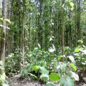 Vente de bois TECK âgés de seize (16) ans - bois charbon fibre nous vous proposons des bois de teck âgés de seize (16) ans.--ils sont disponibles en côte d'ivoire sur une superficie de deux (2) hectares,  à environ 108 km d'abidjan.----nous nous tenons à votre disposition pour vous fournir toutes les informations nécessair