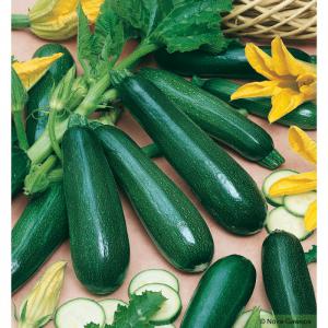 Producteur de courgettes vertes - fruits et légumes producteur en grande suraface de courgettes vertes longues dans le sud-est de la france(chateaurenard), je suis à la recherche de clients qui voudraient une grande ou un petite quantité de courgettes , différents calibres (9, 14, 21 mm) sont disponibles, pour les interesés --p