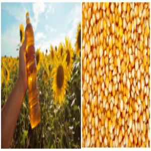 Vente de graines de maïs et huile de tournesol  - féculents bonne occasion !!!! disponible à partir du 1er mai 2020 les graines de maïs,  nouvelle récolte du mois du mai,  achat direct de l’agriculteur à un prix exceptionnel - 190$ la tonne fob. --a tous ceux qui cherchent la graine de maïs,  passez vos commandes dès maintenant pour 