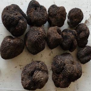 Truffle Mushrooms Supplier  -  yeast fungus we are truffle suppliers harvesting from some of the best places in bulgaria. our supplies are all year round and sell both frozen and fresh truffles,  as well as other wild mushrooms. we are interested in long-term partnership to supply. if you are looking to purchase truffles in bulk,  we will be ha