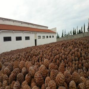 Herbes non transforme,Pomme de Pin,Cana de Azucar - matiere vegetale on cherche des acheteurs en europe pour vendre plusieurs variétés d'herbes médicinales non transforme -- en vrac de 15-20 kg (sauge, guimauve, chicore, ortie, lavande, juniperberry, millepertuis, romarin, myrte, sureau, pissenlit, eucalyptol, achille mille-feuille, thé de montagne, thy