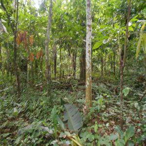 CACAOYER ET BANANERAIS 5HECTARES A VENDRE - café cacao thé situé à 30 km de ntui dans la région du centre département du mbam et kim au cameroun, cette cacaoyère à 5hecatres dont 1ha en production et 4ha d'un age de 18 mois, il ya également des essence à exploiter. 