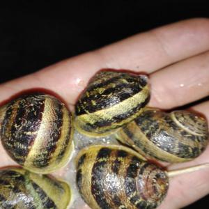 Escargot petit gris et gros gris - coquillage crustacé salut tout le monde j'ai d, escargots gros gris et petit gris sauvage bonne qualité avec bon prix 1.6 euros pour le kg prix fob au maroc l, offre finir quand la quarantaine finish