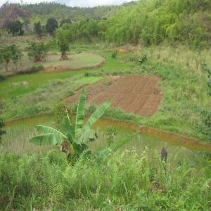 Recherche ONG pour partenariat - mine terrain concession bonjour--nous recherchons activement une ong pour exploiter ensemble un terrain de 14ha a madagascar pas loin de ranomafana (a environ 25km).--terrain vaste,  tres fertile,  longeant sur tout le long une riviere avec plusieurs points d'eau (donc aucun probleme pour l'irrigation),  et longe tout le long