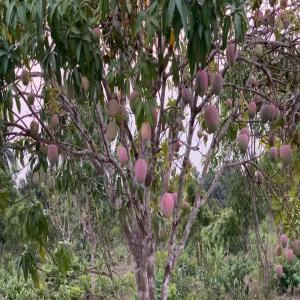 Mangue de Guinée 🇬🇳 En saison - fruits et légumes notre plantation est située à coyah. 400ha dont 80ha de mangue (la kent et la keitt) à 90%,  (la smith)10%