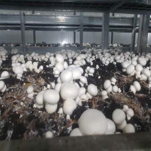 champignon parisienne - champignon levure nous somme une entreprise spécialisée dans la culture des champignons cultivés,  avec une expérience de 17 ans de service,  nous travaillons sur les variétés - champignon de paris,  et les pleurotes,  et cela avec des moyens locaux,  et avec une méthode bi