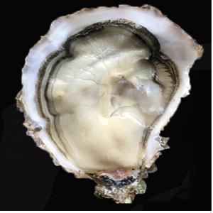 French oysters exportations  - crustacean shell we export “fine” and “special” oysters with sizes running from 4 to 0.--the oysters are grown in beautiful and rich water of the atlantic ocean (brittany and in the south west of france).--our french oysters are available for wholesale purchases for distributors,  restaurants and markets throughout t