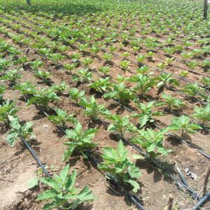 Fruits secs de karité et légumes bio - fruits et légumes je fais la culture maraîchère de légumes bio (aubergines,  concombres,  aricots verts).  je réalise une production de 1 à 10 tonnes et je recherche des clients potentiels en la matière. --je recherche des clients de fruits secs de karite.