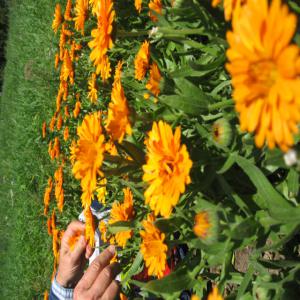 Fleurs de Calendula Orange séchées biologiques