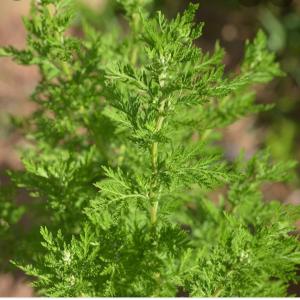 Artemisia annua  - semence graine plant je suis à la recherche d'un fournisseur se basant au sénégal qui pourrait me fournir de la semence artemisia annua ou de plante de cette espèce. 