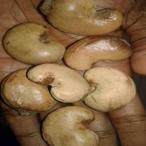 SELL RAW CASHEW NUTS BISSAU ORIGIN - fruits et légumes outtern 52+  voire 53+,   origine guinée-bissau pour la nouvelle récolte 2020. --------incoterm ex works (warehouse in bissau).--------nous  vendons la noix brute brute  empaquetées sous hangar à bissau ou en noix décortiquée  (en direct de l’usine de d&eacut