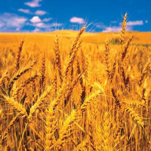 ARE YOU A BUYER - cereals we have at our disposal a large quantity of cereals,  and we are currently looking for buyers to supply at a good price/ton. in case you are looking up for a supplier,  