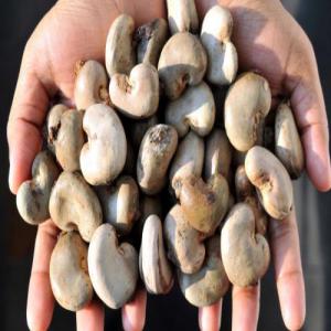 WEST AFRICA RAW CASHEW NUTS - roasted seeds and nuts origin- benin--number of nuts- between 170 and 200 nuts / kg--core output- between 50 and 56 lbs--foreign material- 1.5% max.--humidity- 8% max.--float rate- 10% max.--total defective- 5% max.--cashew nut color- natural and fresh--jute bag 80kg--26 ton / 40 feet containers (325 bags)--minimum order-