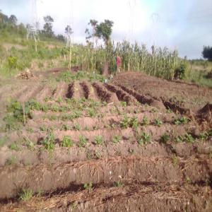 recherche de partenaire agricole - Investissement capitaux nous sommes dans la production maraîchère et nos nous cherchons des partenaires gagnant-gagnant.--nous avons déjà un site de production maraîchère active à soubré (buyo) et des espaces vers abidjan non exploitées !