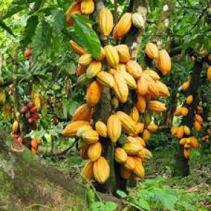 Plantation de cacao mercedes - café cacao thé bonjour, ----je suis à la recherche d'un fournisseur de graines de cacao mercedes de la côte d'ivoire à planter ou à semer.----cordialement.